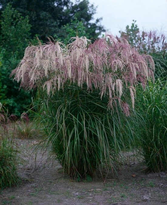 Miscanthus sinensis Kaskade